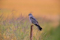 Montagu's Harrier (Circus pygargus) male on post, Germany, June.