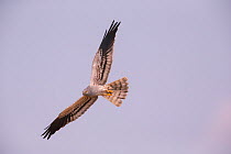 Montagu's Harrier (Circus pygargus) male, Germany. July.