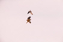 Montagu's harrier (Circus pygargus) male passing food mid-air to female to feed to chicks, Germany. July.