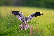 Montagu's Harrier (Circus pygargus) male landing on post  in  grass field. Germany. May.