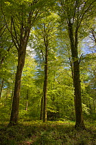 Beech trees (Fagus sylvatica) in Hesdin forest, Pas De Calais, France. April.
