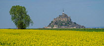 Oil seed rape (Brassica napus) in front of Mont Saint Michel, France, April 2015.