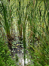 Reedmace (Typha) at edge of pond, St Gobain, France, July.