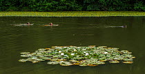 People and dog swimming past a patch of White water lilies (Nymphaea alba) St Gobain forest, Picardy, France, July 2015.