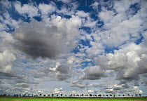 Big cloudy sky above tree lined road in distance  with vehicles including campervans driving along it, Montreuil, Pas De Calais, France, September 2015.