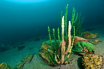 Endemic freshwater sponge (Lubomirskia baicalensis), Lake Baikal, White stems died, Siberia, Russia.  September 2013