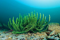 Endemic sponge (Lubomirskia baicalensis), Lake Baikal, Siberia, Russia.  September 2013