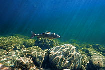 Grayling (Thymallus) migrating to spawning in the Temnik River, Lake Baikal, Baikalsky Reserve, Siberia, Russia. May.