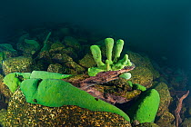 Endemic freshwater sponge (Lubomirskia baicalensis), Lake Baikal, Siberia, Russia.  October.
