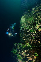 Diver exploring Lake Baikal, looking at sponge (Baikalospongia sp), Lake Baikal, Siberia, Russia.
