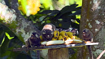 Group of Common marmosets (Callithrix jacchus) eating bananas at a feeding station, Reserva Ecologica de Guapiacu, Rio de Janeiro, Brazil.