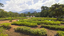 Timelapse of a tree nursery with saplings in pots, clouds moving overhead, Reserva Ecologica de Guapiacu, Rio de Janeiro, Brazil, 2015.