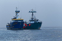 Salmon tenders 'Majestik' and 'Fierce Leader' these boats transfer fish from fishing boats to the canneries so the boats can continue fishing. Neets Bay, Alaska,  The boats are the Majestik on the rig...