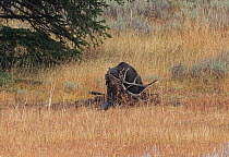 Grizzly bear (Ursus arctos horribilis) scavenging bull Elk (Cervus canadensis) carcass near Mary's Bay, Yellowstone Lake, Yellowstone National Park, Wyoming, USA, October.