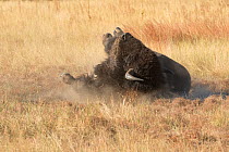 American buffalo (Bison bison) bull dust bathing, Wind Cave National Park, South Dakota, USA, September.