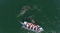 Aerial of a juvenile Grey whale (Eschrichtius robustus) interacting with tourists in a boat, San Ignacio lagoon, Baja California, Mexico, 2015. Web use only.