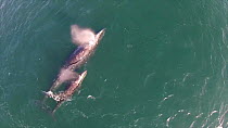 Aerial of Grey whale (Eschrichtius robustus) mother and calf spouting at the surface, San Ignacio lagoon, Baja California, Mexico, 2015. Web use only.