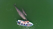 Aerial of Grey whale (Eschrichtius robustus) mother and calf interacting with tourists in a boat, San Ignacio lagoon, Baja California, Mexico, 2015. Web use only.
