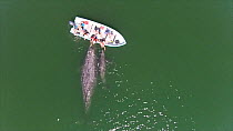 Aerial of Grey whale (Eschrichtius robustus) mother and calf interacting with tourists in a boat, San Ignacio lagoon, Baja California, Mexico, 2015. Web use only.