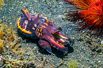 Flamboyant cuttlefish (Metasepia pfefferi) Lembeh strait, Sulawesi, Indonesia.