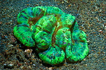 Open / Folded brain coral (Trachyphyllia geoffroyi)  The vivid colours are caused by zooxanthellae.  Lembeh Strait, Sulawesi, Indonesia.