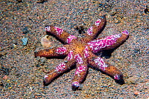 Starfish comb jelly (Coeloplana astericola) on arms of a Luzon / orange starfish (Echinaster luzonicus)  Indonesia.