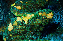 Detail of mantle of Giant giant clam (Tridacna gigas)  Colours come from symbiotic zooxanthellae in tissue,.  Indonesia.