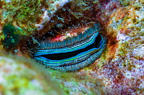 Coral clam (Pedum spondyloideum) close up of mouth, Lembeh Strait, Sulawesi, Indonesia.