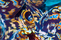 Detail of mantle of Giant giant clam (Tridacna gigas)  Colours come from symbiotic zooxanthellae in tissue,.  Indonesia.