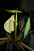 Swiss cheese plant (Monstera deliciosa) in flower.
