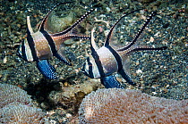 Banggai cardinalfish (Pterapogon kauderni)  Until recently only known from the Banggai Islands, central-east Sulawesi, but now abundant in Lembeh Strait.  Probably due to escapees or releases from the...
