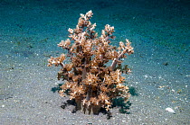 Branching anemone (Actinodendron glomeratum)  Lembeh Strait, Sulawesi, Indonesia.
