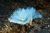 Feather duster worm (Bispira sp)  Lembeh, Sulawesi, Indonesia.