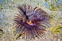 Fan worm (Sabella fusca)  Lembeh Strait, Sulawesi, Indonesia.