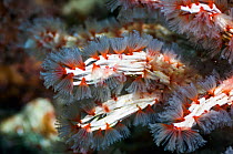 Feather duster worms ( Filogranella elatensis)  Indonesia.