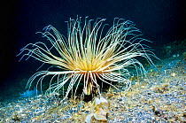 Tube anemone (Cerianthus sp)  Lembeh, Sulawesi, Indonesia.