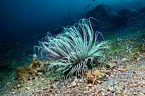 Tube or Cerianthid anemone (Cerianthus sp.)  Lembeh, Sulawesi, Indonesia.