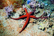Starfish (Nardoa pauciforis) on sea bed.  Lembeh, Sulawesi, Indonesia.