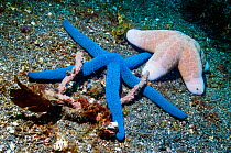 Blue sea star (Linckia laevigata) and Granulated sea star (Choriaster granulatus) on sea bed.  Lembeh, Sulawesi, Indonesia.