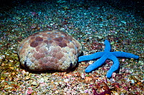 Blue sea star (Linckia laevigata) and Pin cushion sea star (Culcita noaguineae) on sea bed.  Lembeh, Sulawesi, Indonesia.