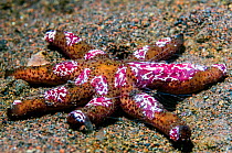 Starfish comb jelly (Coeloplana astericola) on arms of a Luzon / orange starfish (Echinaster luzonicus)  Indonesia.