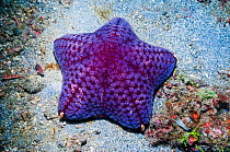Cushion starfish (Halityle regularis) on sea bed.  Lembeh, Sulawesi, Indonesia.