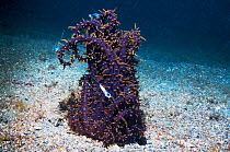 Snake sea anemone (Actinostephanus haeckeli) with Magnificent shrimp (Ancylomenes magnificus)  Lembeh, Sulawesi, Indonesia.