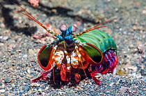 Peacock mantis shrimp (Odontodactylus scyllarus)  Lembeh Strait, Sulawesi, Indonesia.