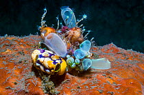 Sea squirts: Golden sea squirt (Polycarpa aurata) and Blue club tunicate (Rhopalaea crassa)  Lembeh, Sulawesi, Indonesia.
