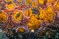 Leopard sea cucumber (Bohadschia argus)  Lembeh, Sulawesi, Indonesia.