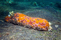 Leopard sea cucumber (Bohadschia argus)  Lembeh, Sulawesi, Indonesia.