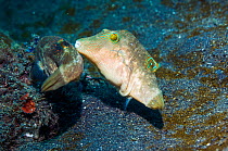 Bennett's toby or pufferfish (Canthigaster bennetti) courting.  Lembeh, Sulawesi, Indonesia.