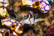 Valentine's puffer (Canthigaster valentini) with Golden sea squirts (Polycarpa aurata)  Lembeh, Sulawesi, Indonesia.