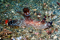 Dorid nudibranch - Red lined jorunna (Jorunna rubescens)  Kentrodorididae.  Lembeh Strait, Sulawesi, Indonesia.